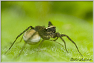 araignée pissaure  (28)